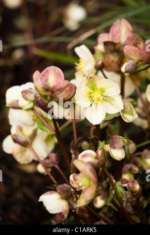 Helleborus x ericsmithii in fiore Foto Stock