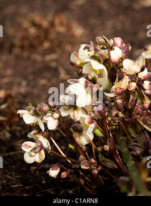 Helleborus x ericsmithii in fiore Foto Stock