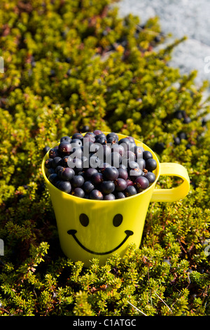 Appena raccolto Crowberries, Groenlandia meridionale. Foto Stock