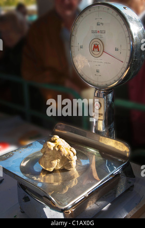 Moncalvo nazionale Fiera del tartufo, un grande tartufo bianco (tuber magnatum) Ponderazione 620 gr., Asti, Piemonte, Italia, Europa Foto Stock