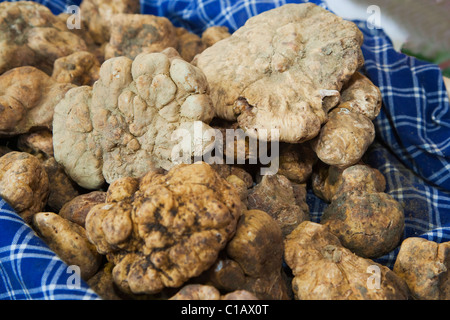 Moncalvo nazionale Fiera del tartufo, un lotto di grande tartufo bianco (tuber magnatum), Asti, Piemonte, Italia, Europa Foto Stock