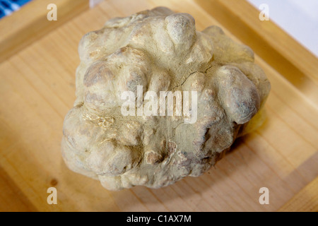 Moncalvo nazionale Fiera del tartufo, un grande tartufo bianco (tuber magnatum), Asti, Piemonte, Italia, Europa Foto Stock