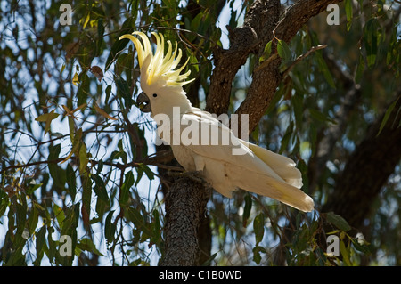 Zolfo-crested Cacatua Cacatua galerita alimentazione sulle figure Queensland Australia Foto Stock