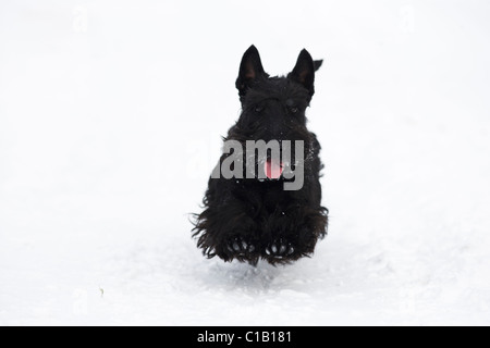 Scottish terrier in esecuzione nella neve Foto Stock