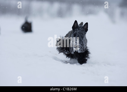 Scottish terrier in esecuzione nella neve Foto Stock