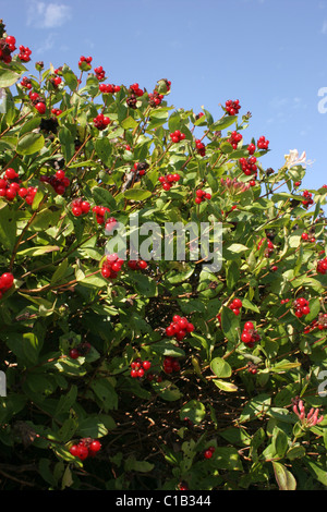 Caprifoglio (Lonicera periclymenum : Caprifoliaceae) nella frutta, UK. Foto Stock