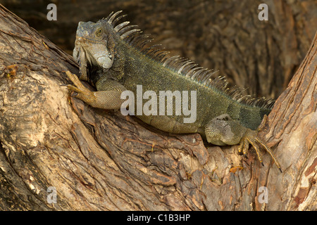 Maschio adulto Iguana nel selvaggio Sud dell Ecuador Foto Stock
