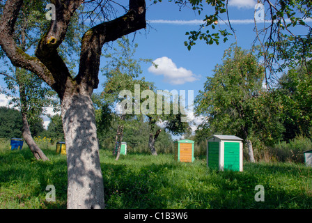 Un sacco di alberi di mele con molti frutti su di esso. Alveari. Foto Stock