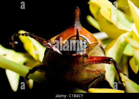 Bug enormi lavori di posa in opera su una foglia nella foresta pluviale ecuadoriana. Foto Stock