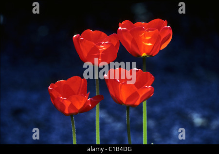 Quattro tulipani rossi contro sfondo blu scuro Foto Stock