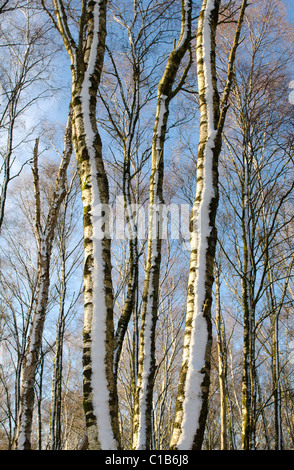 Lungo le linee sottili di argento di betulle a ceduo con neve e sole splendente Foto Stock