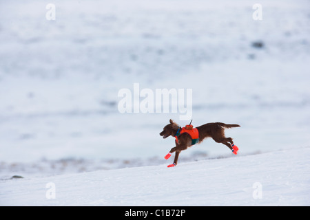 Cane dotato di un trasmettitore radio Foto Stock