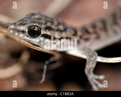 Le Galapagos foglia-toed Gecko (Phyllodactylus galapagensis) (una specie endemica delle isole) Foto Stock