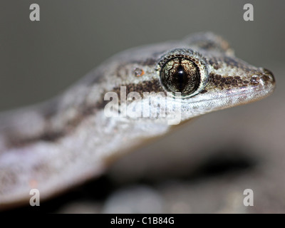 Le Galapagos foglia-toed Gecko (Phyllodactylus galapagensis) (una specie endemica delle isole) Foto Stock