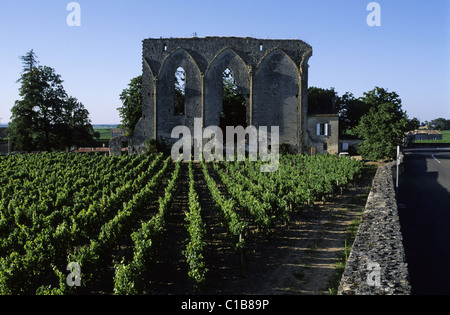 Francia, Gironde, Saint Emilion, grande muraglia in vigneti di Bordeaux Foto Stock