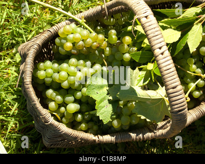 Scottish coltivate uve bianche in un cestello appena raccolto Foto Stock