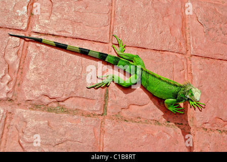 Iguana verde sulla Red road. Foto Stock