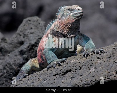 Un maschio di Iguana marina (Amblyrhynchus cristatus) nelle isole Galapagos (isola Floreana) Foto Stock