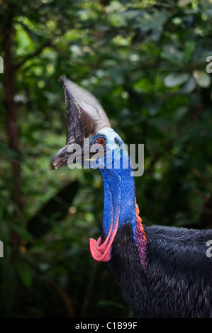 Southern Casuario casaurius Casaurius Casuario House Queensland Australia Foto Stock