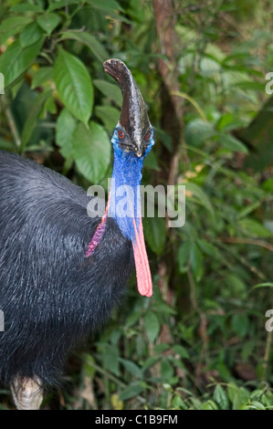 Southern Casuario casaurius Casaurius Casuario House Queensland Australia Foto Stock