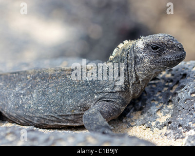 Un giovane Marine Iguana (Amblyrhynchus cristatus) nelle isole Galapagos (Isabela Island) Foto Stock