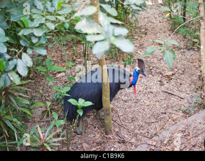 Southern Casuario casaurius Casaurius Casuario House Queensland Australia Foto Stock