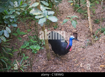 Southern Casuario casaurius Casaurius Casuario House Queensland Australia Foto Stock