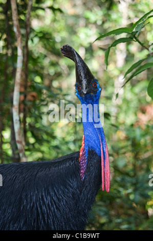 Southern Casuario casaurius Casaurius Casuario House Queensland Australia Foto Stock