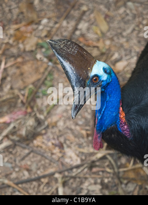 Southern Casuario casaurius Casaurius Casuario House Queensland Australia Foto Stock