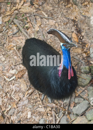 Southern Casuario casaurius Casaurius Casuario House Queensland Australia Foto Stock