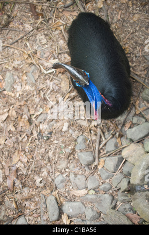 Southern Casuario casaurius Casaurius Casuario House Queensland Australia Foto Stock