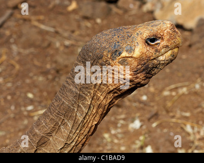 Un Galapagos tartaruga gigante (Chelonoidis nigra) nelle isole Galapagos (la famosa tartaruga maschio, Diego) Foto Stock