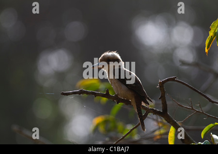 Ridendo Kookaburra Dacelo novaguinea Queensland Australia Foto Stock