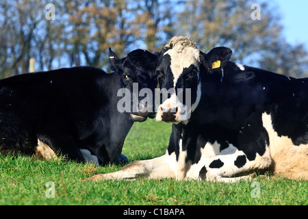 Vacche da latte che sono attualmente pascolo secco fuori nei campi sulla sommità di Reigate Hill Foto Stock