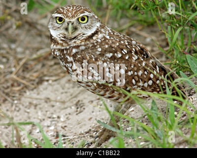 Un scavando la civetta (Athene cunicularia) in Cape Coral, Florida Foto Stock