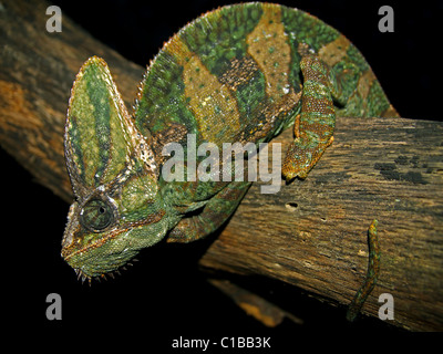 Un maschio adulto velata Chameleon (Chamaeleo calyptratus) in Florida (dove è una specie invasive) Foto Stock