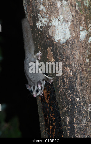 Sugar Glider Petaurus breviceps Queensland Australia Foto Stock