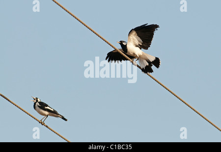 Australian Magpie-Lark Grallina cyanoleuca Queensland Australia Foto Stock