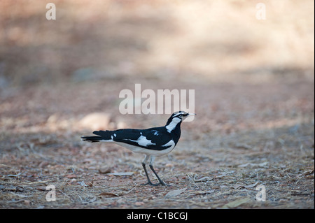 Australian Magpie-Lark Grallina cyanoleuca Queensland Australia Foto Stock