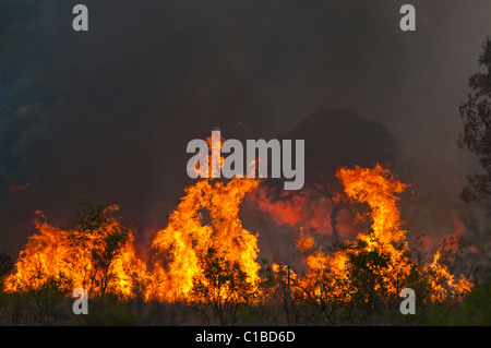 Bush fire nel Queensland Austtralia Foto Stock