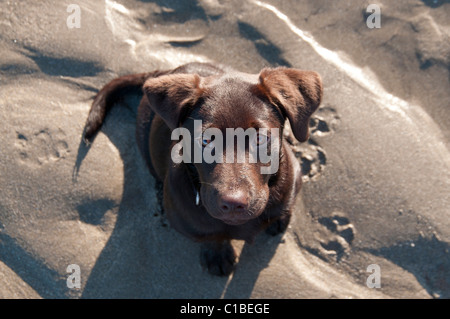 Vista dall'alto di quattro mesi di cioccolato vecchio cucciolo di Labrador sulla spiaggia Foto Stock