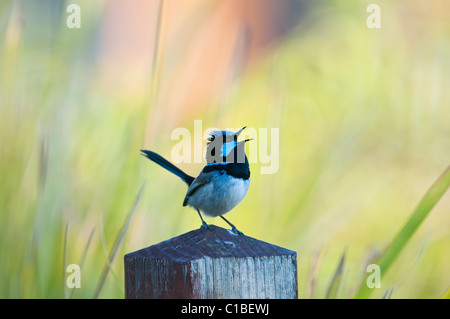 Superba Fairy-wren Malurus cyaneus nella canzone in giardino Queensland Australia Foto Stock