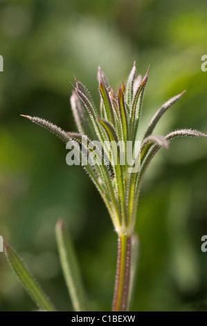 Mannaie Foto Stock