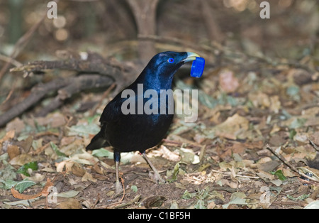 Satin Bowerbird Ptilonorhynchus tendente al violaceo raccolta maschio blu bottiglia top per bower Lamington NP Queensland Australia Settembre Foto Stock