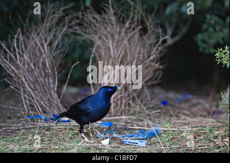 Satin Bowerbird Ptilonorhynchus tendente al violaceo maschio a bower Lamington NP Queensland Australia Settembre Foto Stock