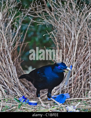 Satin Bowerbird Ptilonorhynchus tendente al violaceo maschio blu di deposizione penna a bower Lamington NP Queensland Australia Settembre Foto Stock