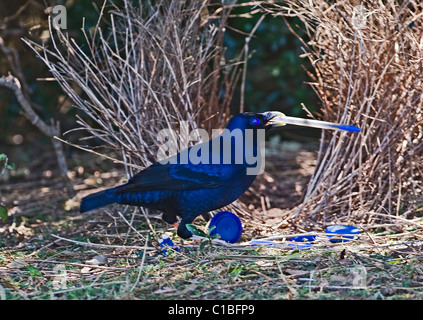 Satin Bowerbird Ptilonorhynchus tendente al violaceo maschio blu di deposizione penna a bower Lamington NP Queensland Australia Settembre Foto Stock