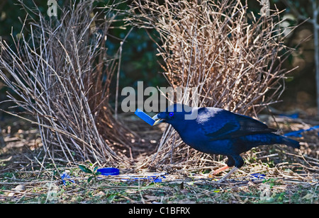 Satin Bowerbird Ptilonorhynchus tendente al violaceo raccolta maschio blu bottiglia top per bower Lamington NP Queensland Australia Settembre Foto Stock