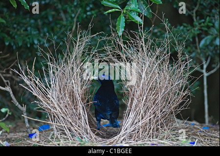 Satin Bowerbird Ptilonorhynchus tendente al violaceo edificio maschio bower Lamington NP Queensland Australia Settembre Foto Stock