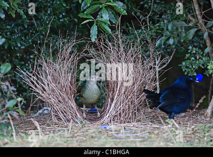 Satin Bowerbird Ptilonorhynchus tendente al violaceo visitando femmina bower Lamington NP Queensland Australia Settembre Foto Stock